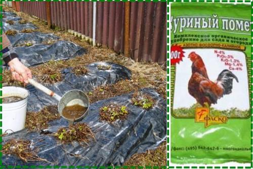 Клубника удобрение осенью. Чем подкормить клубнику осенью в авгусе-сентябре для следующего урожая