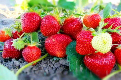 Клубника удобрение осенью. Чем подкормить клубнику осенью в авгусе-сентябре для следующего урожая