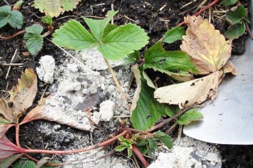 Клубника удобрение осенью. Чем подкормить клубнику осенью в авгусе-сентябре для следующего урожая