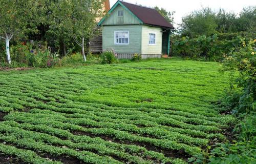 Как повысить плодородие почвы на дачном участке. Компостирование на грядках и приствольных кругах 10