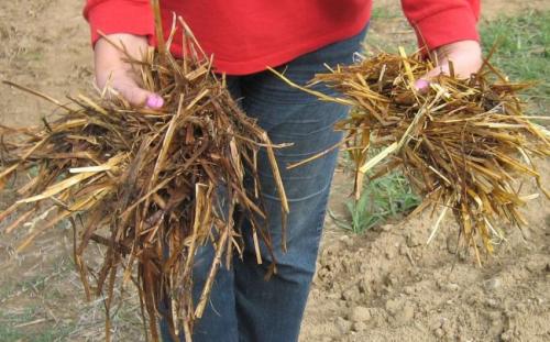 Как повысить плодородие почвы на дачном участке. Компостирование на грядках и приствольных кругах 11