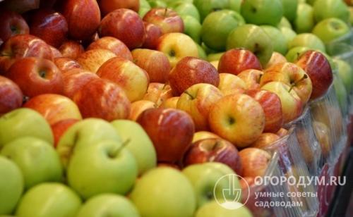 Зимние сорта яблок для Волгоградской области. Зимние сорта яблок