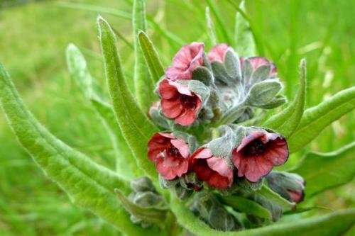 Как избавиться от крыс и мышей с помощью трав. Уничтожение грызунов в домашних условиях