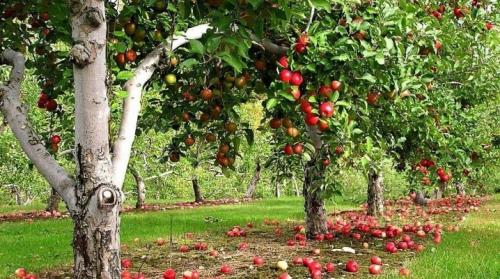 Подготовка яблонь и груш к зиме. Как подготовить яблони к зиме?