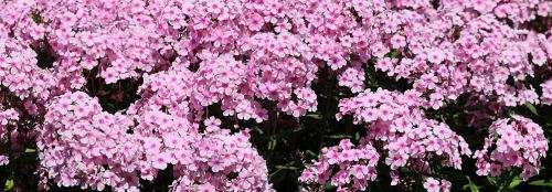 Время для садоводства: лучшие растения для посадки в сентябре на даче 02