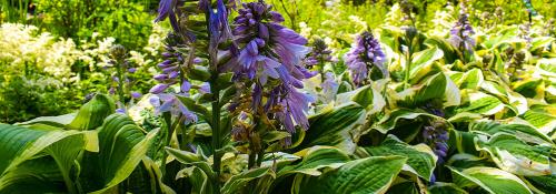 Время для садоводства: лучшие растения для посадки в сентябре на даче 01