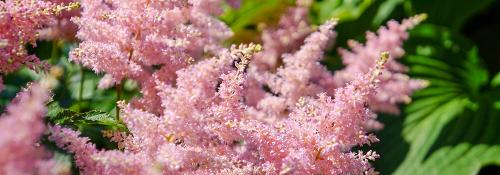 Время для садоводства: лучшие растения для посадки в сентябре на даче