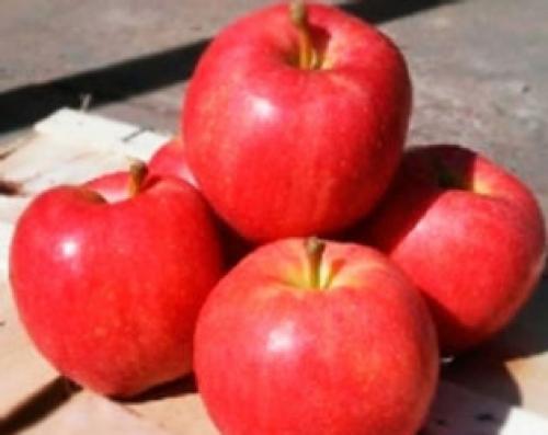 Дегустационная оценка яблони. ПИТОМНИК САЖЕНЦЕВ ПЛОДОВЫХ КУЛЬТУР РУМЯНЫЙ БОЧОК