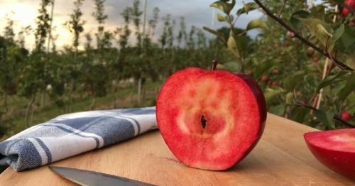 Яблоки секай ичи. Элитные сорта яблок: чем они необычны и можно ли их вырастить у себя на даче