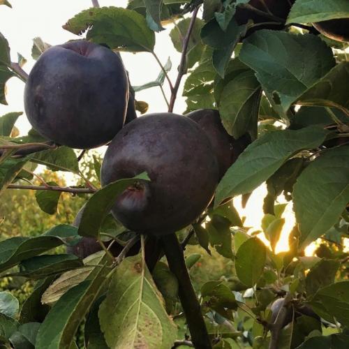 Яблоки секай ичи. Элитные сорта яблок: чем они необычны и можно ли их вырастить у себя на даче
