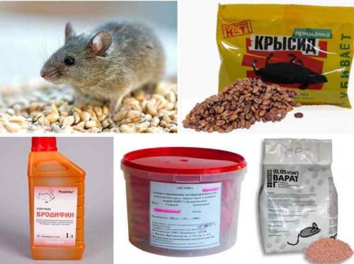 Безжалостные методы борьбы с мышами: как избавиться от них навсегда 04