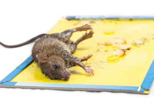 Безжалостные методы борьбы с мышами: как избавиться от них навсегда 03
