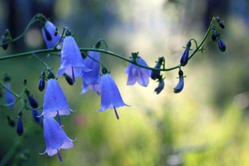 Какие виды растений с голубыми или синими цветками наиболее распространены. Голубые цветы: названия, фото и описания (каталог)