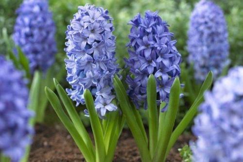 Какие виды растений с голубыми или синими цветками наиболее распространены. Голубые цветы: названия, фото и описания (каталог)