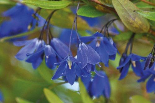 Какие растения могут иметь голубые или синие цветы. Синие цветы: названия, фото и описания (каталог)
