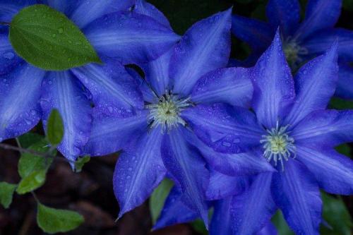 Какие растения могут иметь голубые или синие цветы. Синие цветы: названия, фото и описания (каталог)