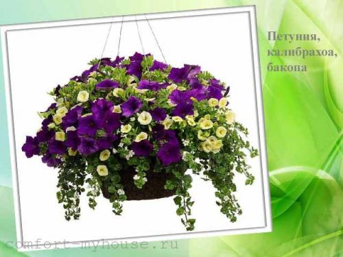 Многолетние цветы в горшках на улице. Как посадить цветы в кашпо, чтобы цвели все лето на даче