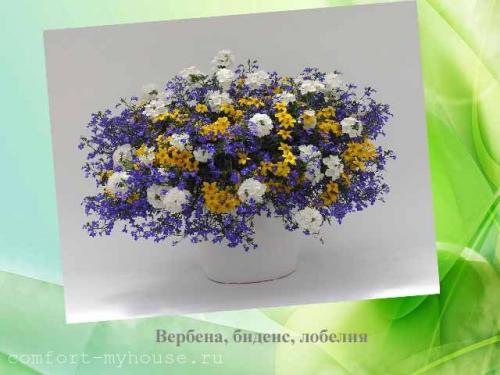 Многолетние цветы в горшках на улице. Как посадить цветы в кашпо, чтобы цвели все лето на даче