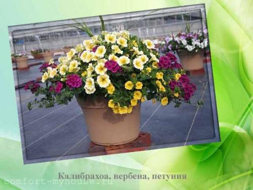 Многолетние цветы в горшках на улице. Как посадить цветы в кашпо, чтобы цвели все лето на даче