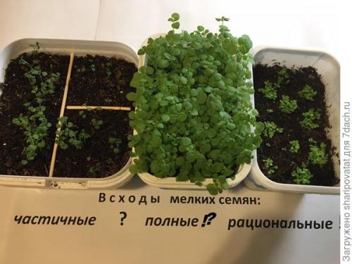 Какие ошибки можно избежать при выращивании многолетников из семян. От мечты к реальности: вожделенный старт и разная судьба всходов