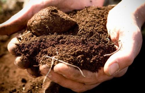 Какие виды почвы подходят для выращивания винограда из саженцев. Благоприятная почва для выращивания винограда