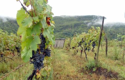 Какие виды почвы подходят для выращивания винограда из саженцев. Благоприятная почва для выращивания винограда