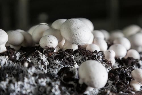 Можно ли вырастить шампиньоны из гриба. Выращивание мицелия дома из купленных шампиньонов