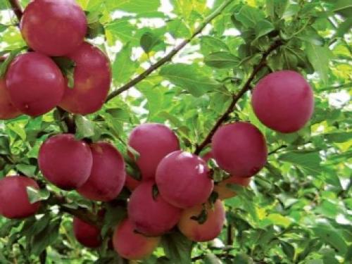 Алыча желтая польза. Алыча: описание сортов фрукта и чем отличается от сливы, целебных качеств и противопоказаний (возможного вреда для здоровья) 05 Алыча желтая польза. Алыча: описание сортов фрукта и чем отличается от сливы, целебных качеств и противопоказаний (возможного вреда для здоровья) 05