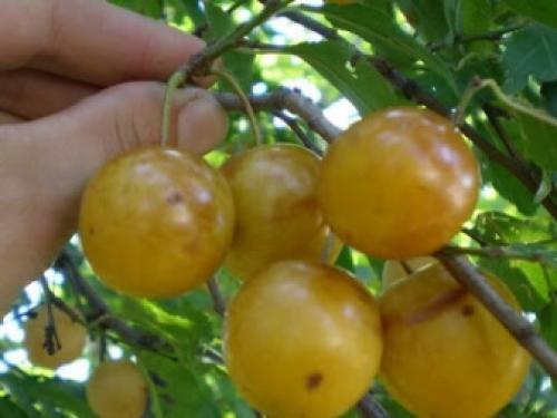 Алыча желтая польза. Алыча: описание сортов фрукта и чем отличается от сливы, целебных качеств и противопоказаний (возможного вреда для здоровья) 01 Алыча желтая польза. Алыча: описание сортов фрукта и чем отличается от сливы, целебных качеств и противопоказаний (возможного вреда для здоровья) 01