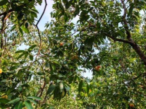 Алыча желтая польза. Алыча: описание сортов фрукта и чем отличается от сливы, целебных качеств и противопоказаний (возможного вреда для здоровья) 03 Алыча желтая польза. Алыча: описание сортов фрукта и чем отличается от сливы, целебных качеств и противопоказаний (возможного вреда для здоровья) 03