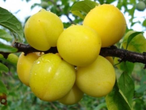 Алыча желтая польза. Алыча: описание сортов фрукта и чем отличается от сливы, целебных качеств и противопоказаний (возможного вреда для здоровья) 06 Алыча желтая польза. Алыча: описание сортов фрукта и чем отличается от сливы, целебных качеств и противопоказаний (возможного вреда для здоровья) 06