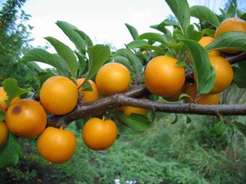 Алыча и давление. Польза алычи и вред: нужны ли эти плоды на вашем столе