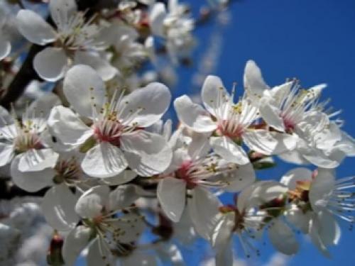 Алыча желтая польза. Алыча: описание сортов фрукта и чем отличается от сливы, целебных качеств и противопоказаний (возможного вреда для здоровья) 04 Алыча желтая польза. Алыча: описание сортов фрукта и чем отличается от сливы, целебных качеств и противопоказаний (возможного вреда для здоровья) 04