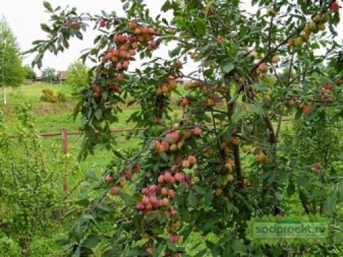 Алыча желтая польза. Алыча: описание сортов фрукта и чем отличается от сливы, целебных качеств и противопоказаний (возможного вреда для здоровья) 02 Алыча желтая польза. Алыча: описание сортов фрукта и чем отличается от сливы, целебных качеств и противопоказаний (возможного вреда для здоровья) 02