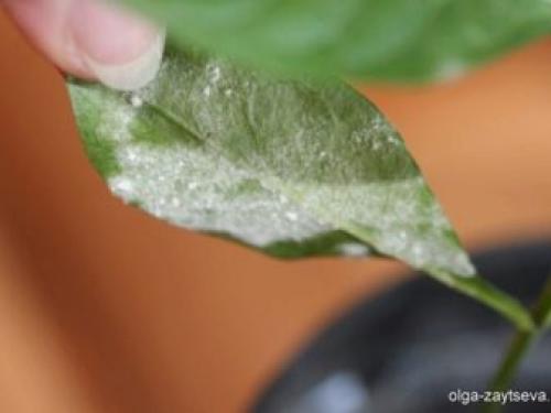 Белый налет на розах, что делать. Признаки и опасность мучнистой росы 04 Белый налет на розах, что делать. Признаки и опасность мучнистой росы 04