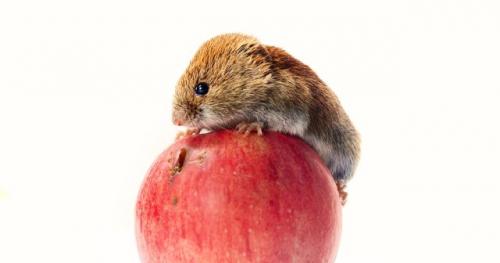 Как избавиться от мышей за 3 минуты. Откуда в доме появляются мыши?