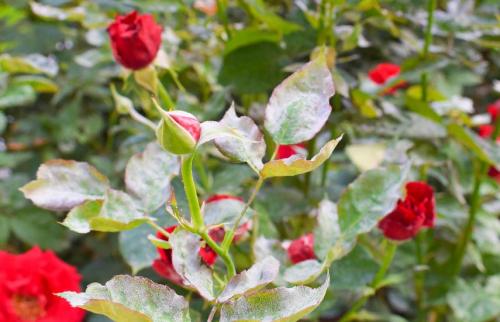 Мучнистая роса на розах осенью. Мучнистая роса на розах –, как спасти растения