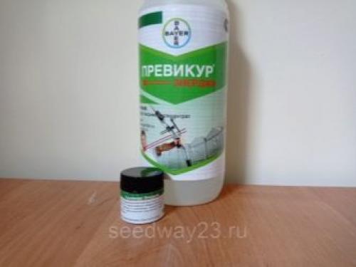 Белый налет на розах, что делать. Признаки и опасность мучнистой росы 06 Белый налет на розах, что делать. Признаки и опасность мучнистой росы 06