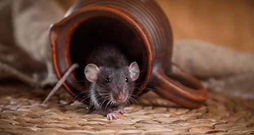 Чего боятся мыши в доме. Почему появляются мыши в квартире
