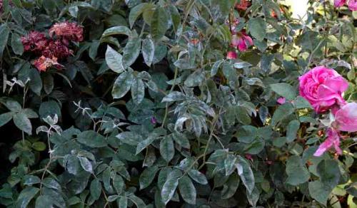 Мучнистая роса на розах, что делать. МУЧНИСТАЯ РОСА НА РОЗАХ