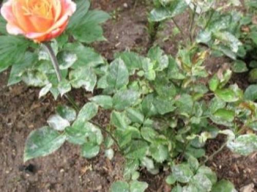 Белый налет на розах, что делать. Признаки и опасность мучнистой росы 05 Белый налет на розах, что делать. Признаки и опасность мучнистой росы 05