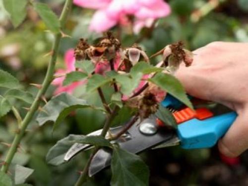 Белый налет на розах, что делать. Признаки и опасность мучнистой росы 07 Белый налет на розах, что делать. Признаки и опасность мучнистой росы 07