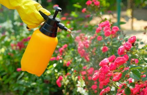 Мучнистая роса на розах осенью. Мучнистая роса на розах –, как спасти растения