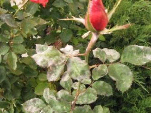 Белый налет на розах, что делать. Признаки и опасность мучнистой росы 01 Белый налет на розах, что делать. Признаки и опасность мучнистой росы 01