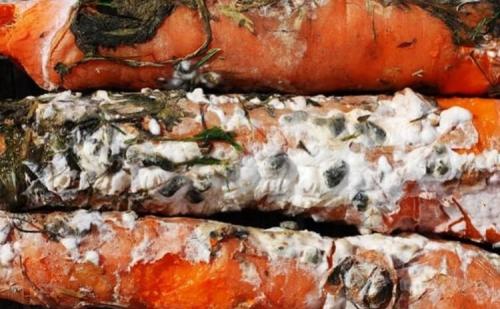 Разгадайте загадку морковиной: почему она вырастает корявой и рогатой 03