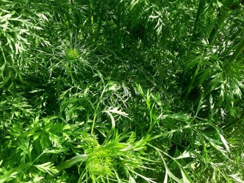 Разгадайте загадку морковиной: почему она вырастает корявой и рогатой 01