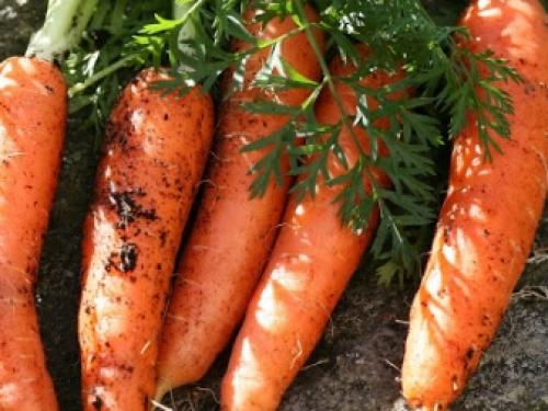 Первая подкормка в июне: сульфат калия (калий сернокислый) и как его применять 19