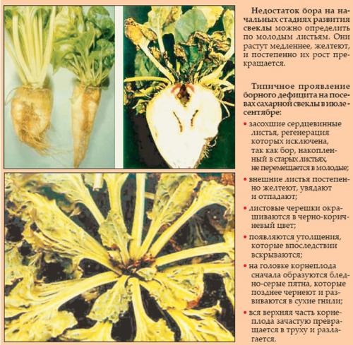 Подкормка свеклы в июне. Подкормка свеклы —, как и чем удобрять свеклу: схемы и дозировки