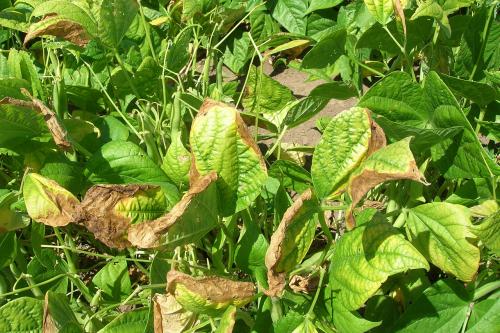 Сернокислый калий применение в огороде. Сульфат калия – применение удобрения на разных почвах. Нормы для томатов и винограда