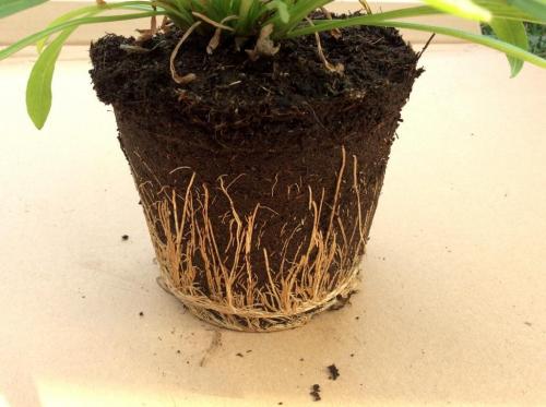 Пересадка растений в саду. Добавление статьи в новую подборку Пересадка растений в саду. Добавление статьи в новую подборку